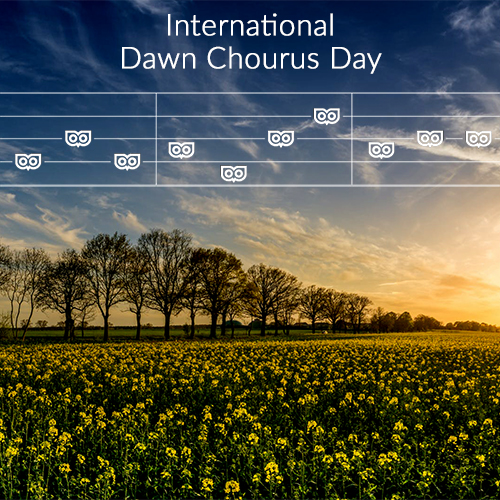 May 5 - Dawn Chorus Day