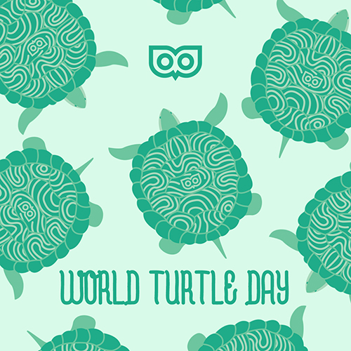 May 23 - World Turtle Day