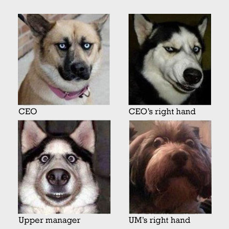 dogs-in-offices1