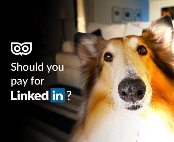 Should you pay for LinkedIn?