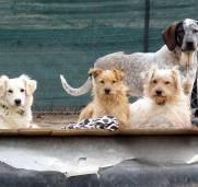 Starlight Barking Rescue Dogs